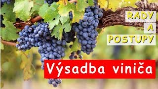 Výsadba viniča [upl. by Aicetel]