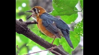 Orange Headed Thrush call [upl. by Maon]