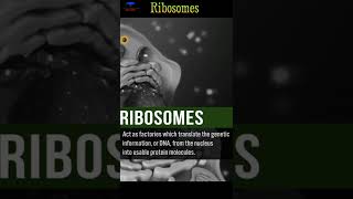 The Ribosomes Biological short video  shorts ribosomes [upl. by Tarsuss]