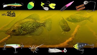 6 Proven Panfish Setups You Need to Use  UNDERWATER Footage [upl. by Hoffer]