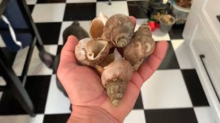 How To Cook Whelk Sea Snails [upl. by Gerson19]