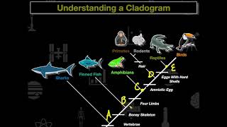 Cladogram Practice [upl. by Adnileb]