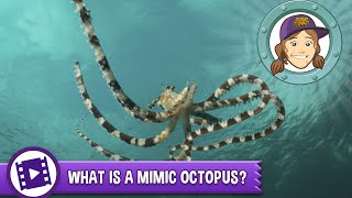 Ask Tierney  What is a mimic octopus [upl. by Arvid]