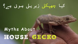 Is Wall Lizard poisonous  Myths about House Gecko Chipkali [upl. by Haye]