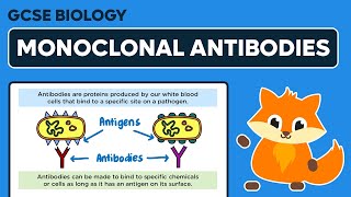 Monoclonal Antibodies  GCSE Biology [upl. by Artur]