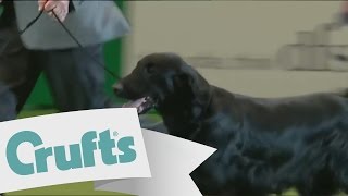 Recap of the Best In Show Finals  Crufts 2011 [upl. by Festatus]