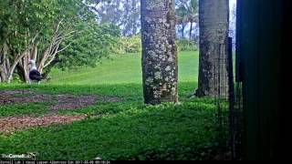 Laysan Albatross Prepares for Takeoff – May 9 2017 [upl. by Eirollam632]