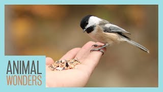 How To Feed Wild Birds The Right Way [upl. by Meggie]