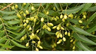 Beneficios Y Usos Del Neem Propiedades Curativas azadirachta indica [upl. by Hahseram]