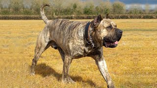 The dog that reached a monstrous power  PRESA CANARIO [upl. by Enamrahs]