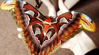 Attacus atlas atlas moth has emerged [upl. by Garvy]