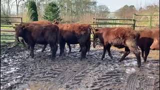 Red Angus heifers [upl. by Isleana]