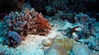 STUNNING TIMELAPSE SHOWS CORAL REEFS SECRET LIFE ON THE GREAT BARRIER REEF  BBC NEWS [upl. by Isus]