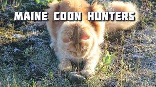 Maine Coon Videos  Beautiful Maine Coon Hunting [upl. by Sidonnie]