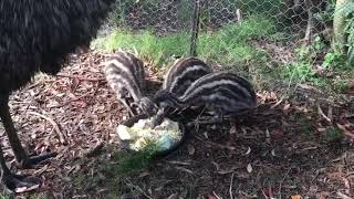 Cowsnest Wildlife Sanctuary  Orphan emu chicks adopted by emu dad Lauri [upl. by Riccardo]