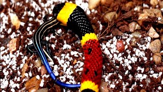 MY CORAL SNAKE Tries To Eat A Ferdelance VIPER [upl. by Vitia]