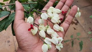 The BleedingHeart Vine Care  Clerodendrum Thomsoniae [upl. by Amahs]