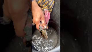 Eel fish packaging fishing fishinglife মাছ [upl. by Jarek]