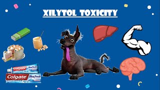 Xylitol toxicity in dogs  التسمم بسكر الزيليتول في الكلاب [upl. by Sena]