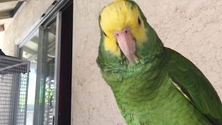 Amazon parrot talking like no other parrot [upl. by Portie]