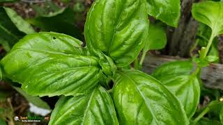 Eastern Leaffooted Bug on basil leaf [upl. by Finah]