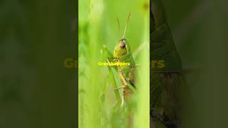 Incredible Facts About Grasshoppers [upl. by Negaet]