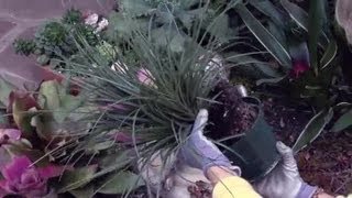 How to ReTransplant Bromeliads  Gardening Advice [upl. by Kleiman]