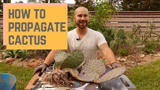 How To Propagate Cactus 🌵 Colorful Gardener [upl. by Hultin946]