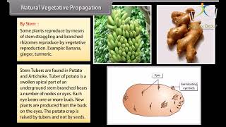 Class 10 SCIENCE BIOLOGY  Chapter How Do Organisms Reproduce I  CBSE [upl. by Alard]