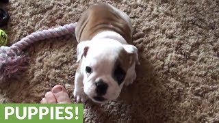 Angry little bulldog throws a hissy fit [upl. by Pittel]