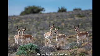 Tejon Talk 6 Pronghorn in the Antelope Valley [upl. by Enitsrik]