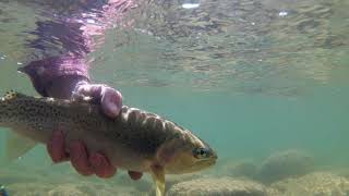 Kootenai River Montana dry fly eats [upl. by Aelanej155]