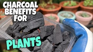 CHARCOAL ULING BENEFITS FOR PLANTS  PAANO GAMITIN IN EFFECTIVE WAY [upl. by Rasure32]