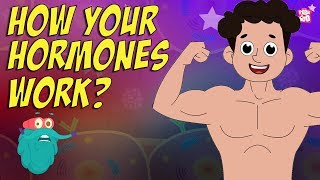 How Your Hormones Work  HORMONES  Endocrine System  Dr Binocs Show  Peekaboo Kidz [upl. by Busch460]