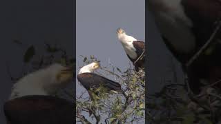 African Fish Eagle Choir 🦅 birds shorts wildlife [upl. by Galatea163]