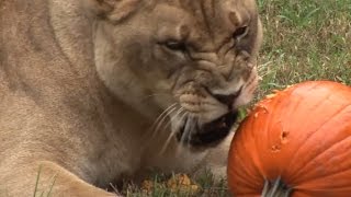 Big Cats Love Their Pumpkins  The Dodo [upl. by Nulubez490]