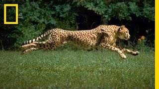 The Worlds Fastest Runner  National Geographic [upl. by Kester]