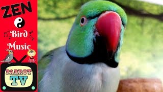 Zen Music for Birds  Keep Your Parrot Calm  Parrot TV [upl. by Yenttihw]