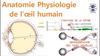 Anatomie et Physiologie de l’œil Humain Anatomy Of The Eye cours de médecine pour le débutant [upl. by Beaufort433]