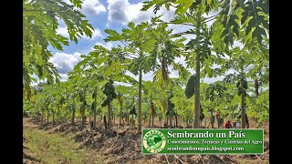 Cultivo de Lechosa o Papaya Requerimientos Climáticos y Preparación del Suelo [upl. by Airtemak]