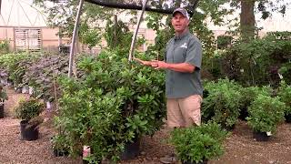 What Not to Do to Your Rhododendrons [upl. by Klemperer]