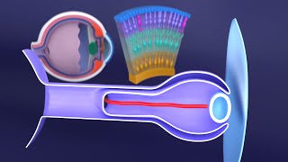 3D Development of the Eye A Comprehensive Overview  Eye Embryology  Ophthalmology [upl. by Eniledam584]