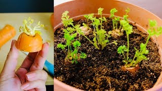 HOW TO REGROW CARROT TOPS [upl. by Seafowl]