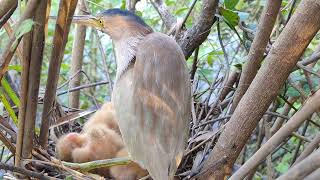 Amazing Green Bittern Bird Nest [upl. by Maurice]