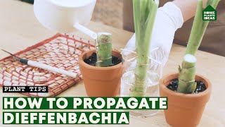 The Secret of Dieffenbachia Propagation  Dumb Cane Plant [upl. by Oswell333]