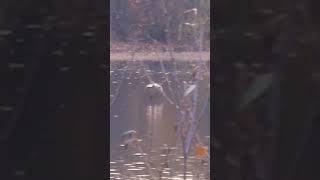 Cormorant flies low over the rivernature bitd cormorant wildlife [upl. by Scheer396]