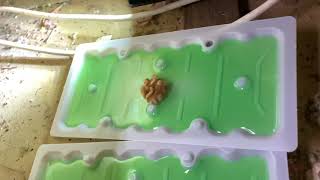 How to set out Tomcat Glue traps [upl. by Smada]