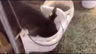 Cow drinking milk from bucket [upl. by Eenalem]