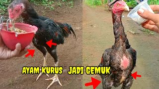 GAK PAKE LAMA AYAM KURUS BISA JADI GEMUK DENGAN CARA INI [upl. by Whitcher387]