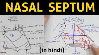 Nasal Septum in hindi  Head amp Neck [upl. by Constant98]